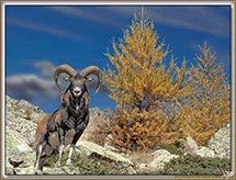MOUFLONS